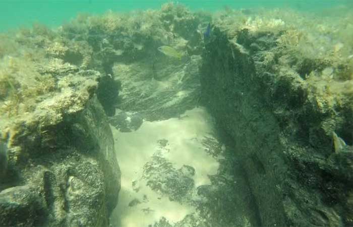 Florestas submersas há milhares de anos na costa da África se tornam refúgio para espécies