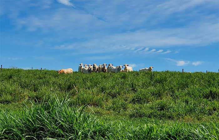 Manejo adequado transforma pastagens degradadas em reservatórios de carbono
