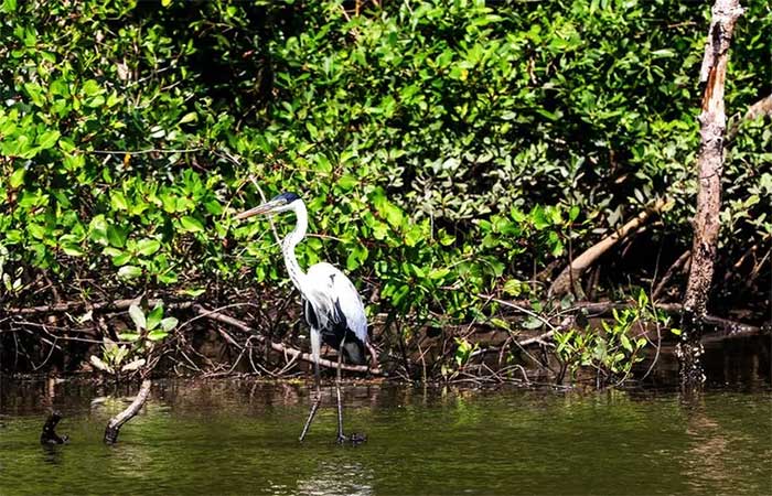 Biodiversidade passa por declínio, mas natureza ainda é capaz de se recuperar, aponta relatório