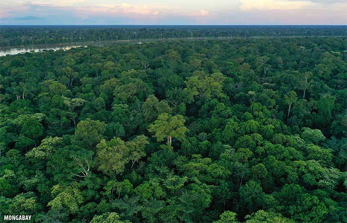 Remédios ainda não descobertos na Amazônia podem valer R$ 10 bi, aponta análise