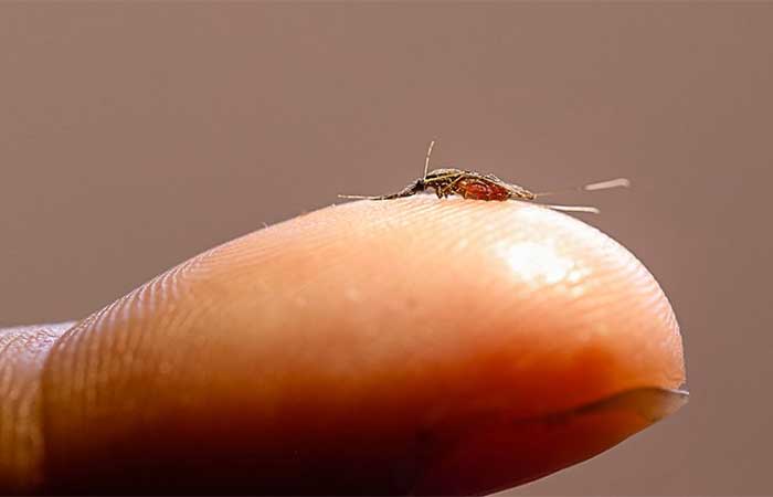 Como o parasita da malária usa a melatonina para acessar o relógio biológico humano?