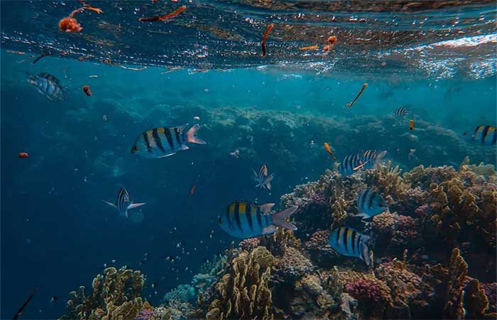 Proteção dos oceanos está longe da meta global e será tema central na COP17 da Biodiversidade