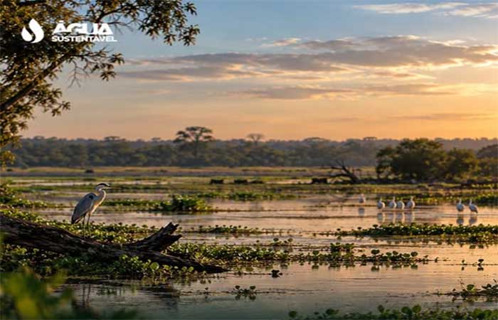 Pantanal perdeu 80% da água superficial em 40 anos
