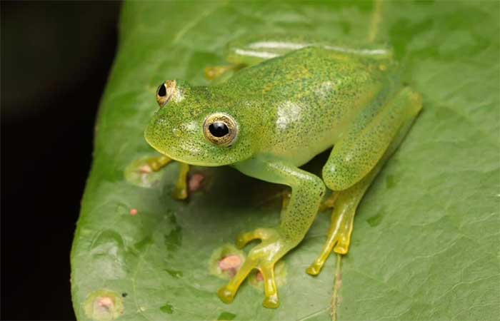 Pesquisadores descobrem perereca-de-vidro inédita no Cerrado