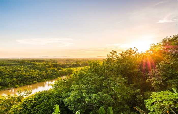 Floresta não se monta como obra, e estudo da USP quer que a inteligência artificial aprenda isso