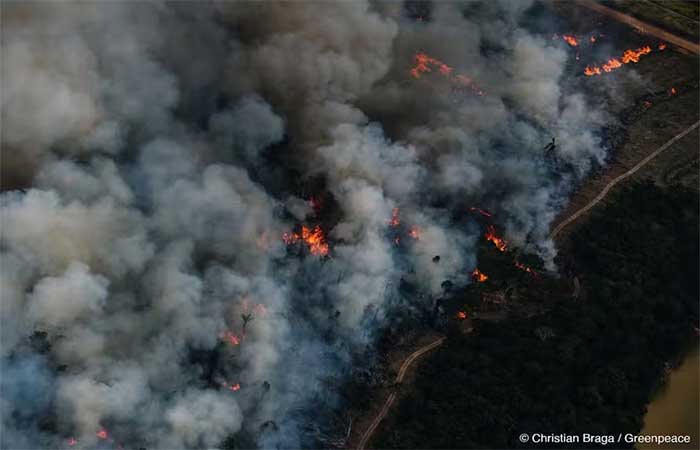 Poluição de queimadas está reduzindo capacidade da Amazônia absorver carbono