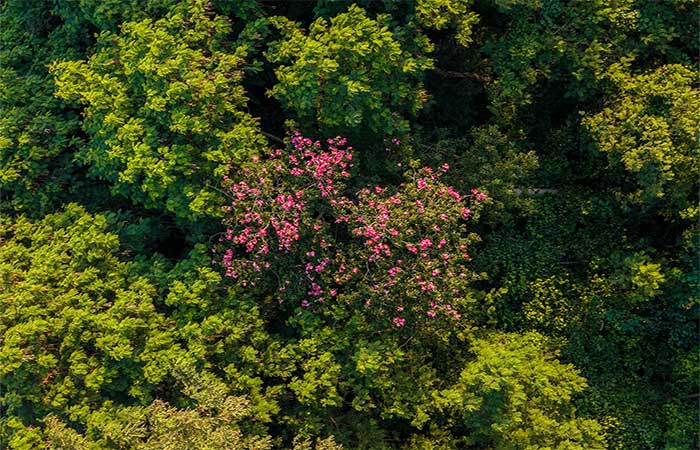 Regeneração natural de florestas ajuda a conter o avanço de espécies invasoras