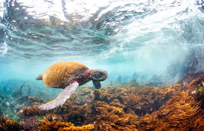 População de animais silvestres cai 73% no mundo
