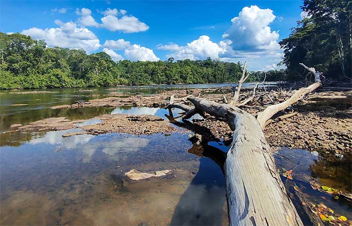 Seca e calor extremos do último El Niño antecipam ‘novo normal’ nas florestas tropicais