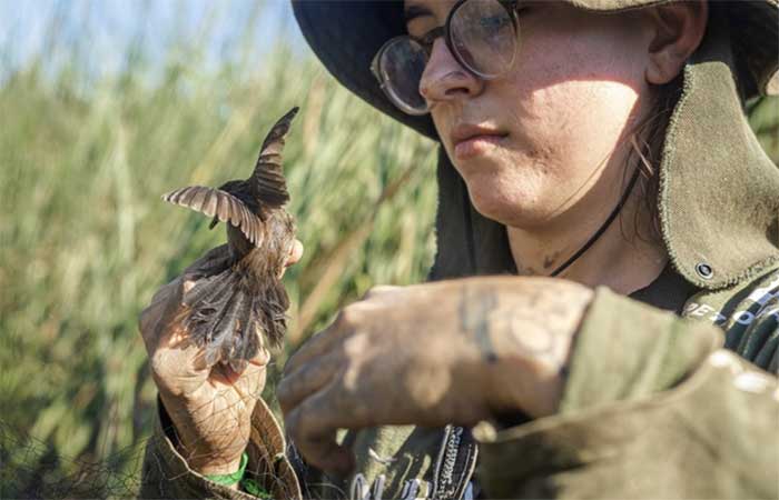IA identifica aves pelo canto e revela sinais de recuperação da biodiversidade em manguezais no litoral do Paraná