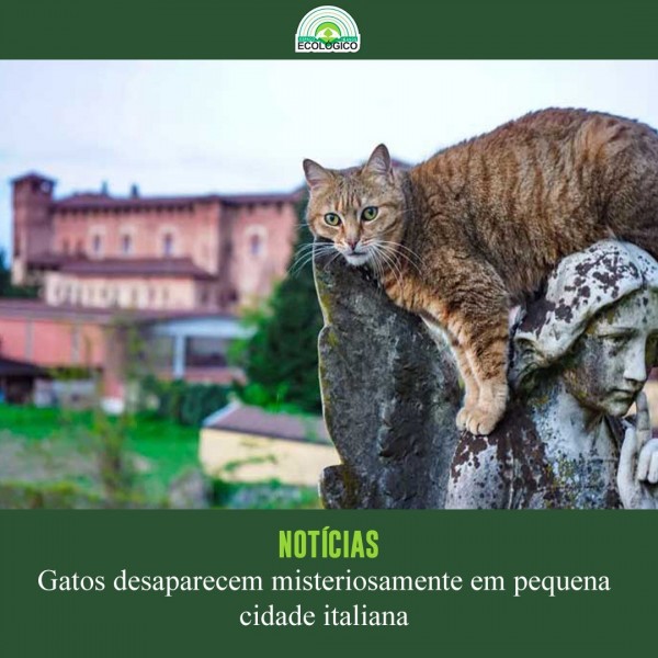 Na pequena cidade de Lesignano Bagni, que fica na província de Parma, na região da Emilia-Romagna, na Itália, um misterioso sumiço de pelo menos 50 gatos está causando temor nos moradores. Os primeiros casos de desaparecimento ocorreram em agosto.
.
.
Você confere a matéria completa através do nosso portal de notícias, link na BIO! 👩🏻‍💻