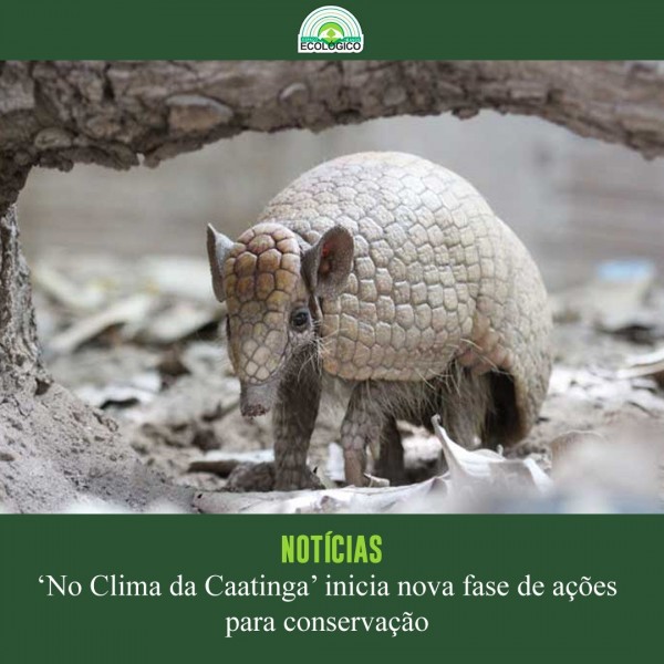 A Associação Caatinga, Organização da Sociedade Civil cearense, iniciou, em agosto de 2021,a quarta fase do projeto “No Clima da Caatinga“, iniciativa patrocinada pela Petrobras por meio do Programa Petrobras Socioambiental. O projeto visa a redução dos efeitos potencializadores do aquecimento global por meio da conservação do Semiárido, a partir do desenvolvimento de um modelo integrado de conservação da Caatinga.
.
.
Você confere a matéria completa através do nosso portal de notícias, link na BIO! 👩🏻‍💻