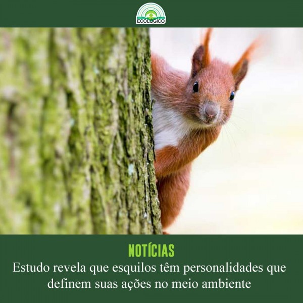 Uma pesquisa de três anos da Universidade da Califórnia mostra que os esquilos usam de suas personalidades para definir suas ações, desde a escolha e manutenção dos seus habitats até se eles devem ou não se afastar deles, interagir com outros esquilos ou se movimentar de forma mais ou menos agitada.
.
.
Você confere a matéria completa através do nosso portal de notícias, link na BIO! 👩🏻‍💻